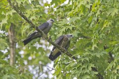 Mississippi Kite, Ictinia mississippiensis