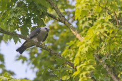 Mississippi Kite, Ictinia mississippiensis