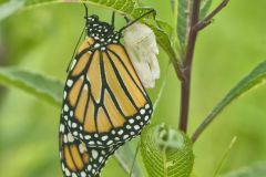 Monarch Butterfly, Danaus plexippus