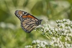 Monarch Butterfly, Danaus plexippus