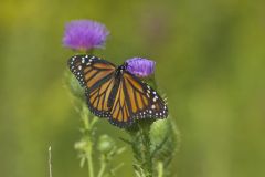 Monarch Butterfly, Danaus plexippus