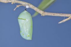 Monarch Butterfly, Danaus plexippus