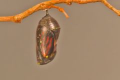 Monarch Butterfly, Danaus plexippus