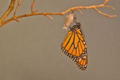 Monarch Butterfly, Danaus plexippus