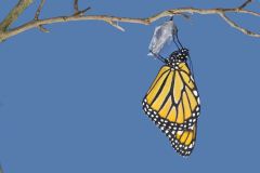 Monarch Butterfly, Danaus plexippus