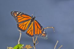 Monarch Butterfly, Danaus plexippus