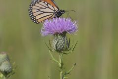 Monarch Butterfly, Danaus plexippus