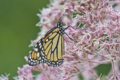 Monarch Butterfly, Danaus plexippus