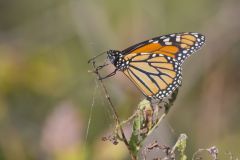 Monarch Butterfly, Danaus plexippus