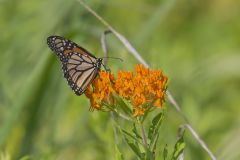 Monarch Butterfly, Danaus plexippus