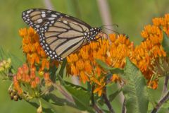 Monarch Butterfly, Danaus plexippus