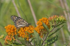 Monarch Butterfly, Danaus plexippus