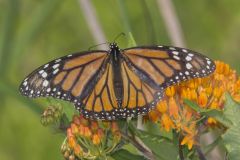 Monarch Butterfly, Danaus plexippus