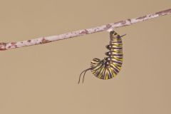 Monarch Butterfly, Danaus plexippus