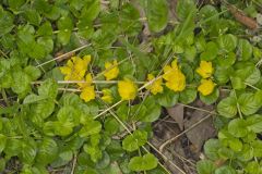 Moneywort, Lysimachia nummularia