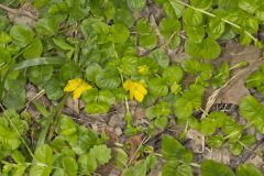 Moneywort, Lysimachia nummularia