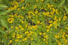 Moneywort, Lysimachia nummularia