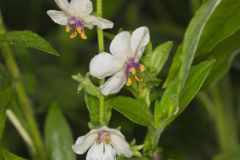 Moth Mullein, Verbascum blattaria