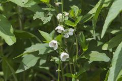 Moth Mullein, Verbascum blattaria