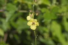 Moth Mullein, Verbascum blattaria