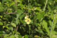 Moth Mullein, Verbascum blattaria