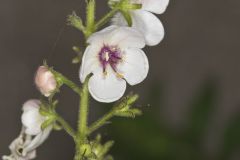 Moth Mullein, Verbascum blattaria