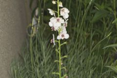 Moth Mullein, Verbascum blattaria