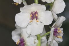 Moth Mullein, Verbascum blattaria