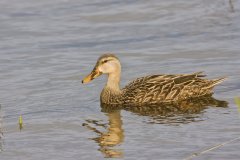 Mottled Duck, Anas fulvigula