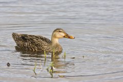 Mottled Duck, Anas fulvigula