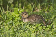 Mottled Duck, Anas fulvigula