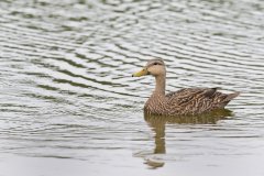 Mottled Duck, Anas fulvigula