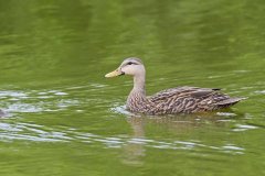 Mottled Duck, Anas fulvigula