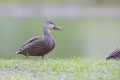 Mottled Duck, Anas fulvigula