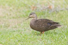 Mottled Duck, Anas fulvigula