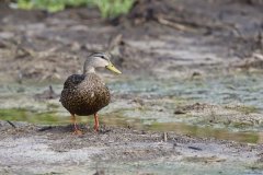 Mottled Duck, Anas fulvigula