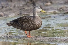 Mottled Duck, Anas fulvigula