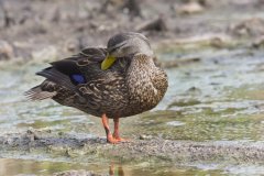 Mottled Duck, Anas fulvigula