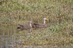 Mottled Duck, Anas fulvigula