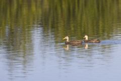 Mottled Duck, Anas fulvigula