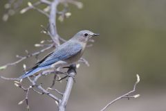 Mountain Bluebird, Sialia currucoides