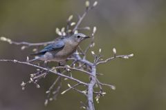 Mountain Bluebird, Sialia currucoides