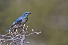 Mountain Bluebird, Sialia currucoides