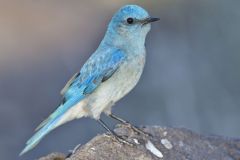 Mountain Bluebird, Sialia currucoides