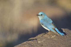 Mountain Bluebird, Sialia currucoides