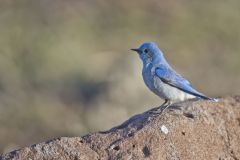 Mountain Bluebird, Sialia currucoides