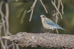 Mountain Bluebird, Sialia currucoides