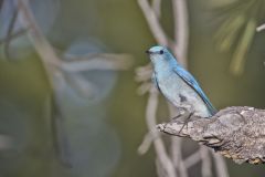 Mountain Bluebird, Sialia currucoides