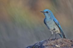 Mountain Bluebird, Sialia currucoides