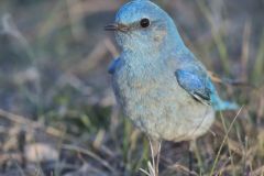 Mountain Bluebird, Sialia currucoides